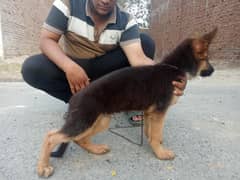vaccine ho hui hai pak siegren ka bacha hai mother father both imp lin