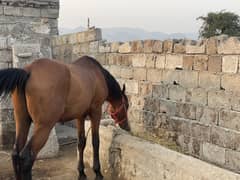 thoroughbred horse