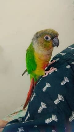 green chick canure split
