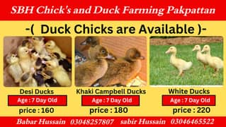 Duck | Ducks chicks | Khaki Campbell Ducks | Desi ducks | white ducks
