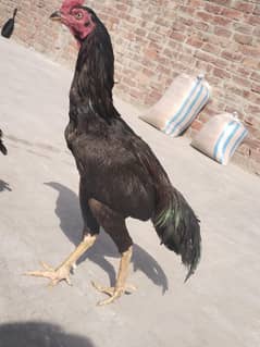 I want to sale this aseel Lasani morga