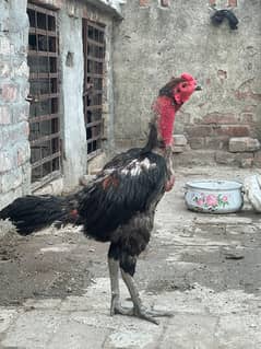 pure Thai pokoya chick's old blood line for sale