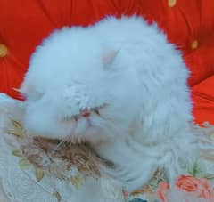 peki
