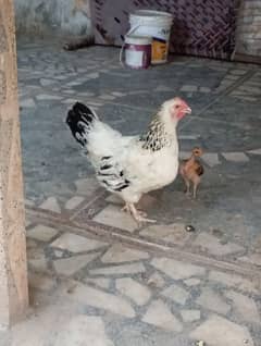 Kurak Sussex Hen