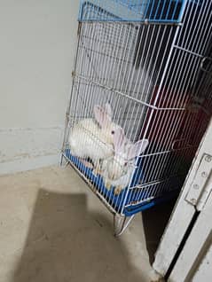 خرگوش