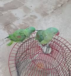 Kashmiri raw parrot