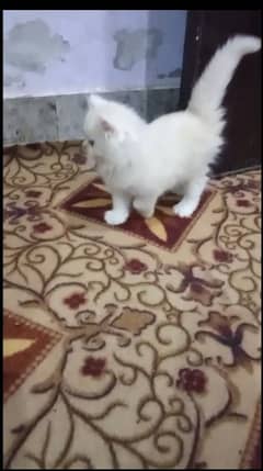 Kitten For sale