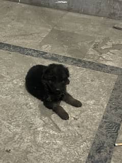 Pure German shepherd