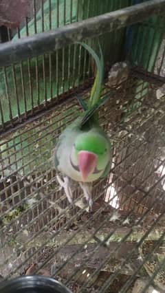 Breeding pair