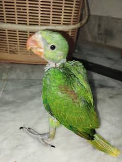 Raw parrot