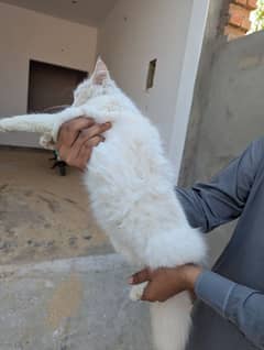 persian