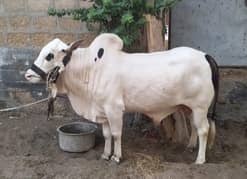 gae bakra dono