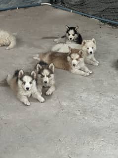 Siberian
