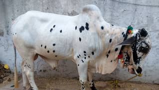 Qurbani