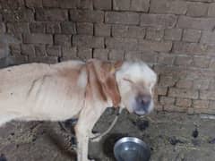 Labrador Dog