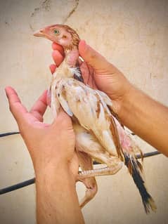 Aseel chicks