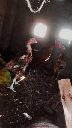 two aseel hens and tow dasi rooster for sell