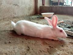 high quality rabbits