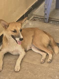 Lovely dog with excellent guarding instincts