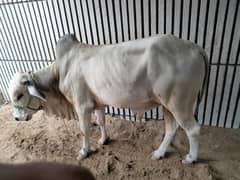 cow for sale