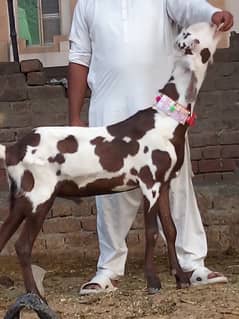 Nagra