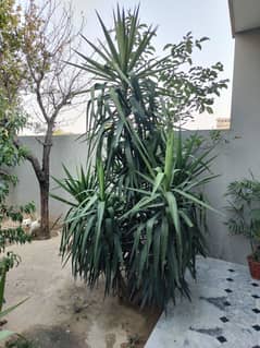 2 big plants for  sale spineless yucca . . Palm | Needle Palm | یوکا