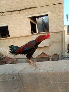 Aseel