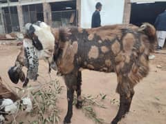 beetal bakra for qurbani