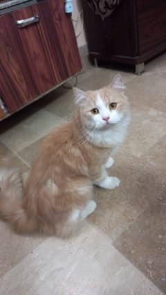 Persian