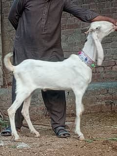 Desi 2 Dant Bakra Sale