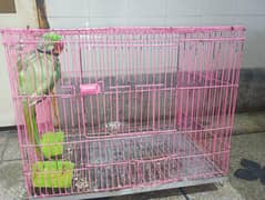 Raw Male Parrot For Sale