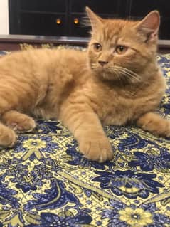 Persian