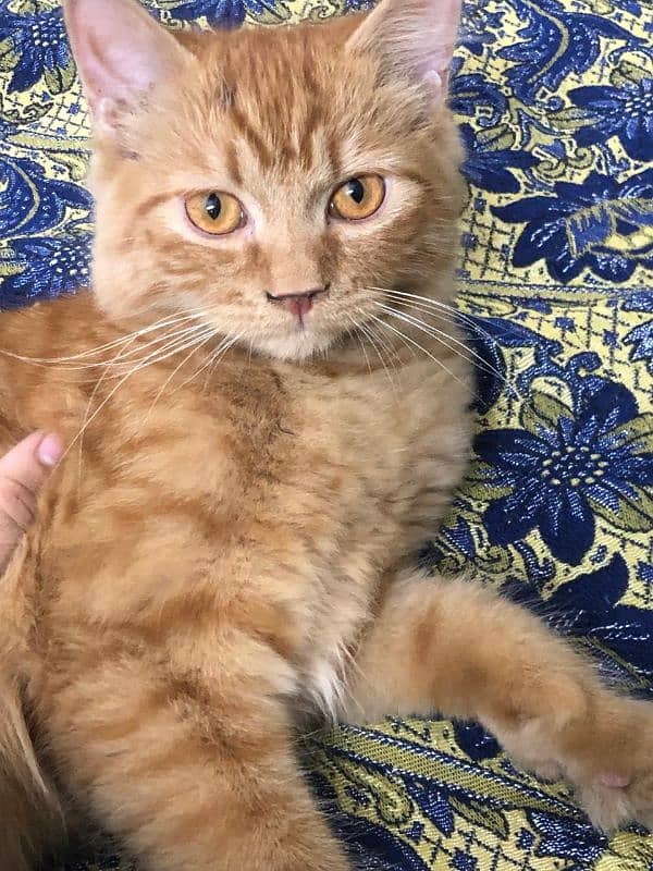 Persian Baby Male Cat 1