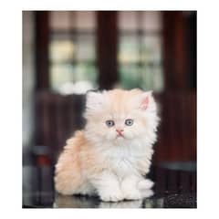 Persian hamalian british punch face piki face cat's and kitten's