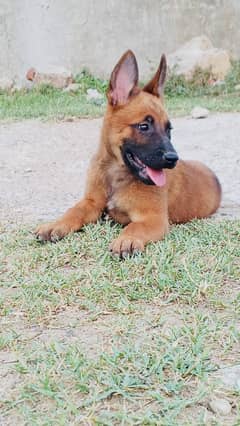 Belgian Malinois puppies