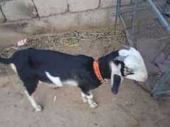 male Goat