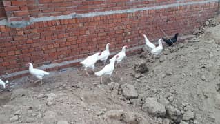 heera family  for sale