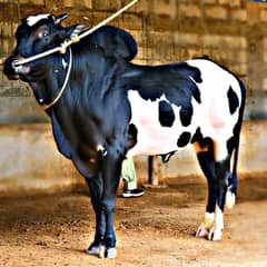 Home Qurbani G-11