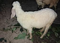 Desi Kajla Lamb for Qurbani