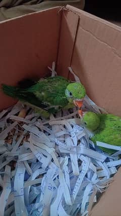 green raw chicks