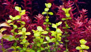 Aquatic plants high tech mid tech