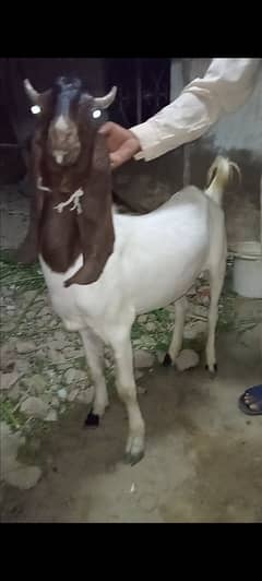 Jori available 2 dant. . khasi and andu