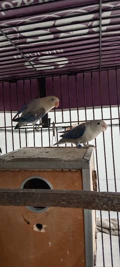 blue pale opline bonded pair