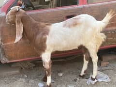 Qurbani Goat Bakra Sindhi Goat Donda Khassi Cow Desi Qurbani