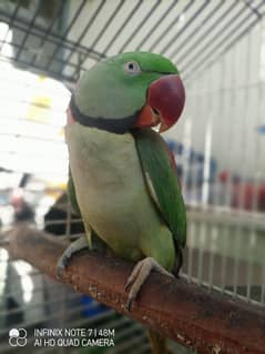 ringneck