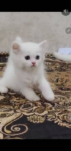 Tripple coated female kitten available