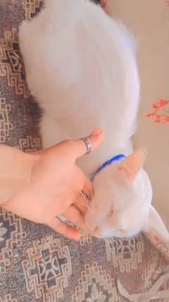 Cat for sale