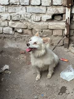 white puppy