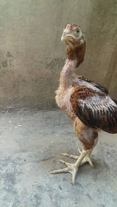 Pakistani