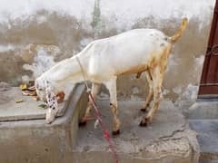 bakra